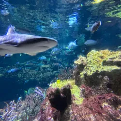 Cité de la Mer - Cherbourg