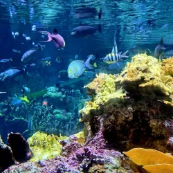 La Cité de la Mer Aquarium - Cherbourg