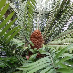 Parc Emmanuel Liais - Cherbourg