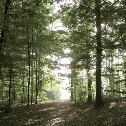 Bois de Clamart - Clamart