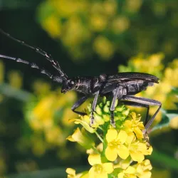 Bois de Clamart - Clamart