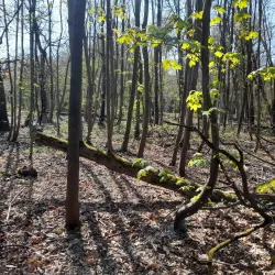 Bois de Clamart - Clamart