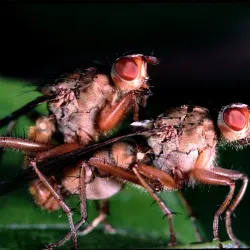 Bois de Clamart - Clamart