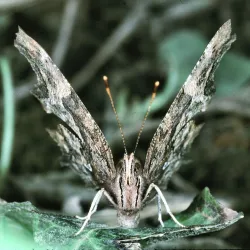 Bois de Clamart - Clamart