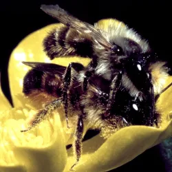 Bois de Clamart - Clamart