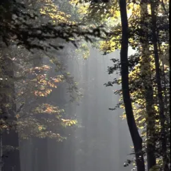 Bois de Clamart - Clamart