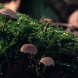 Bois de Clamart - Clamart