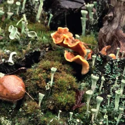 Bois de Clamart - Clamart