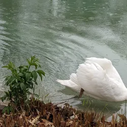 Parc Maison Blanche - Clamart