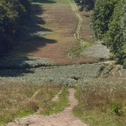 Compiègne Forest (Forêt de Compiègne) - Compiègne (Compiegne)