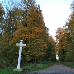 Compiègne Forest (Forêt de Compiègne) - Compiègne (Compiegne)