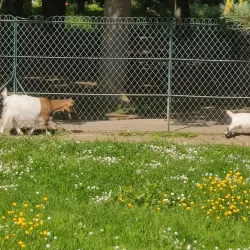 Parc de la Colombière - Dijon