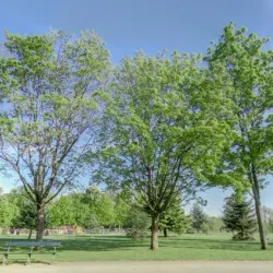 Parc de la Colombière - Dijon