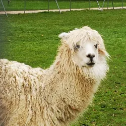 Parc de la Colombière - Dijon