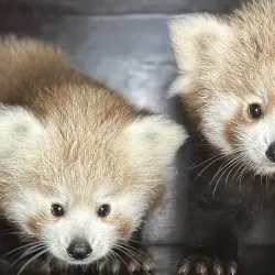 Parc Zoologique de Fort-Mardyck - Dunkirk (Dunkerque)