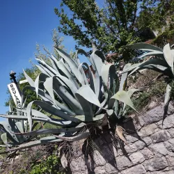 Place des Arcades - Fayence
