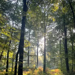 La Forêt d'Andaine - Flers
