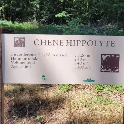 La Forêt d'Andaine - Flers