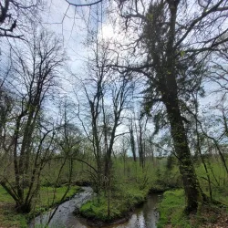 La Forêt d'Andaine - Flers