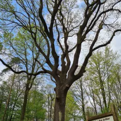 La Forêt d'Andaine - Flers