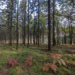 La Forêt d'Andaine - Flers