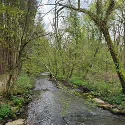 La Forêt d'Andaine - Flers