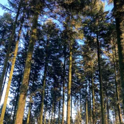 La Forêt d'Andaine - Flers