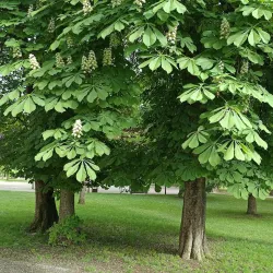 Parc de la Pépinière - Gap