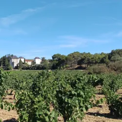 Local Vineyards and Wineries - Ginestas