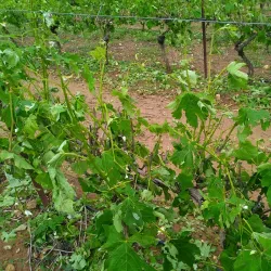 Nearby Town of Narbonne - Ginestas