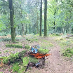 Forêt de Chabrières - Gueret