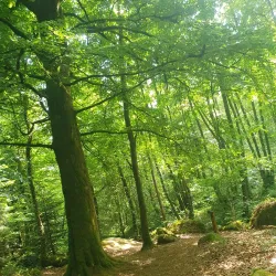 Forêt de Chabrières - Gueret