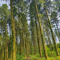 Forêt de Chabrières - Gueret