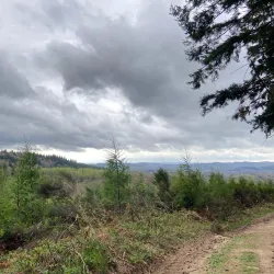Forêt de Chabrières - Gueret