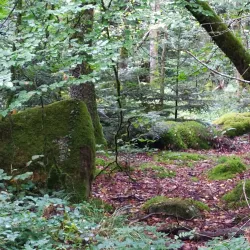Forêt de Chabrières - Gueret