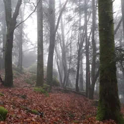 Forêt de Chabrières - Gueret