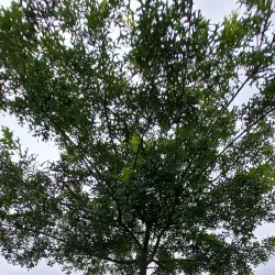 Parc de la Vilaine - Guipry