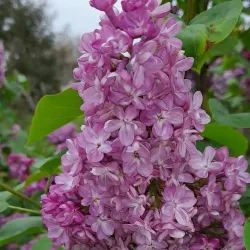 Parc de la Vilaine - Guipry