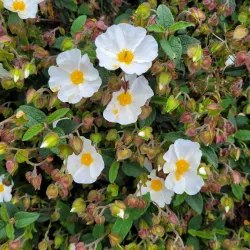 Parc de la Vilaine - Guipry