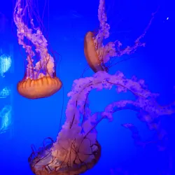 Aquarium La Rochelle - La Rochelle