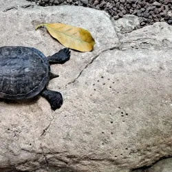 Aquarium La Rochelle - La Rochelle