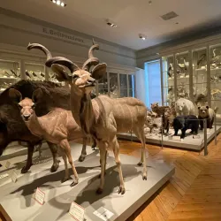 Muséum d'Histoire Naturelle de La Rochelle - La Rochelle
