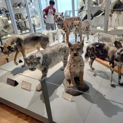 Muséum d'Histoire Naturelle de La Rochelle - La Rochelle