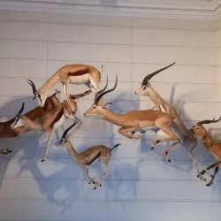 Muséum d'Histoire Naturelle de La Rochelle - La Rochelle