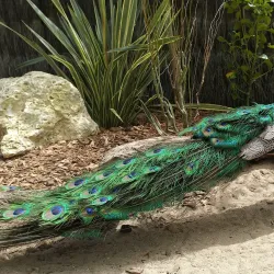 Parc Charruyer - La Rochelle