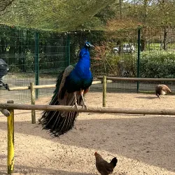 Parc Charruyer - La Rochelle