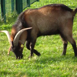 Parc Maugrand - Le Creusot
