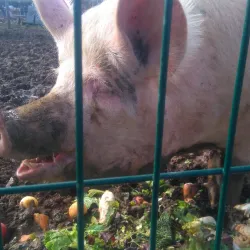 La Ferme de la Grange - Les Ulis