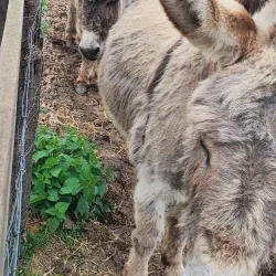 La Ferme de la Grange - Les Ulis