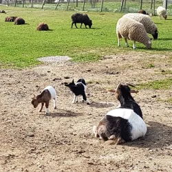 La Ferme de la Grange - Les Ulis